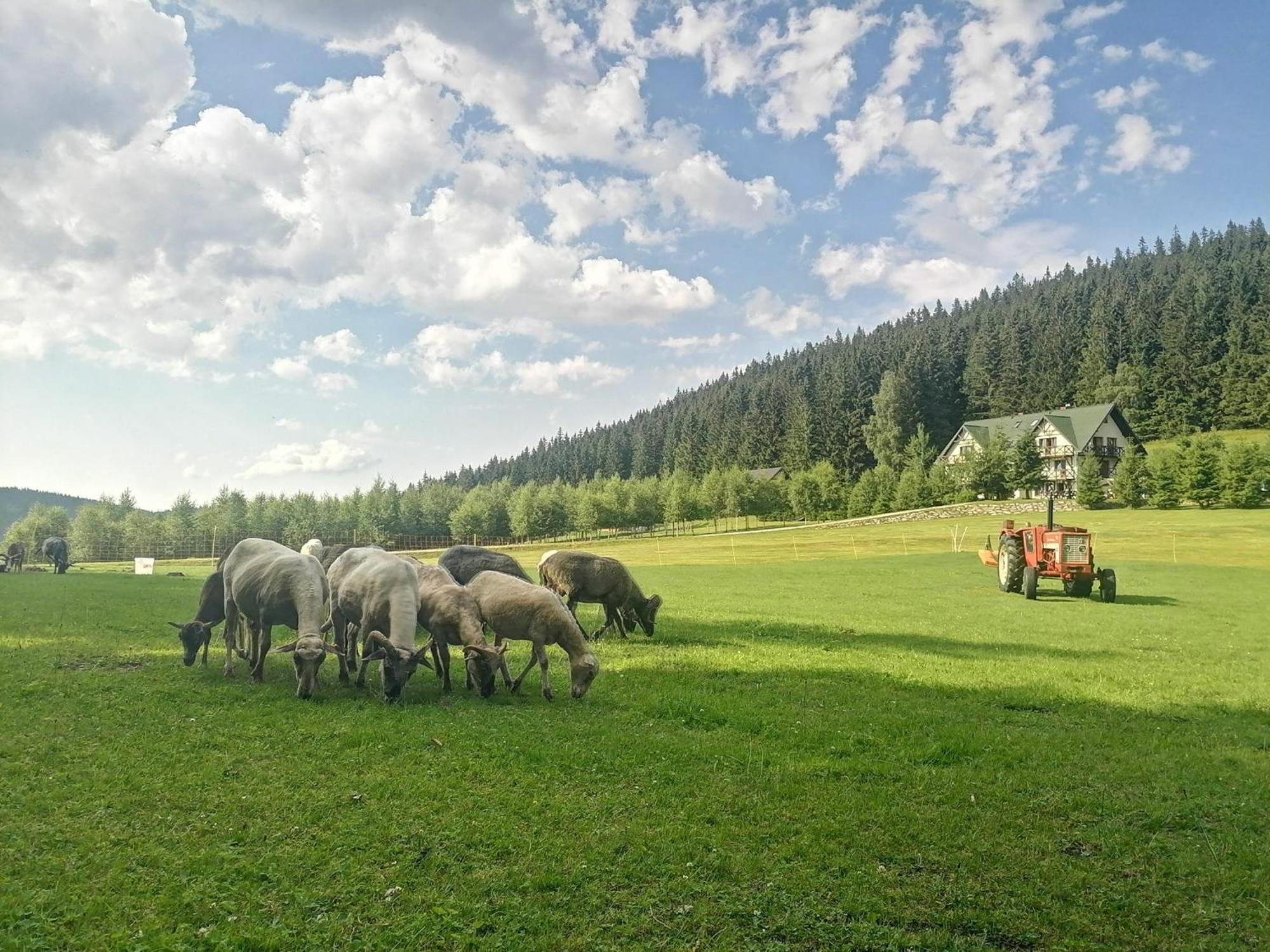 Gosciniec Janowa Gora - Agroturystyka Строне-Слёнске Номер фото
